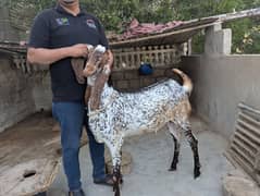 Bakra