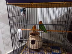 full parrots step sell