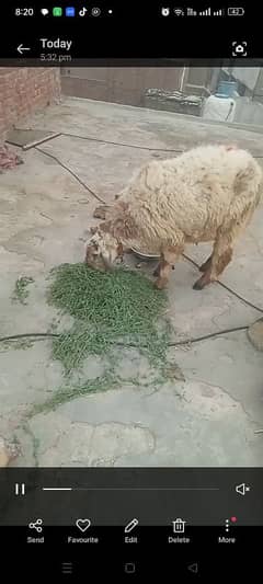 mashAllah heavy dumba