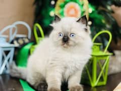 Persian