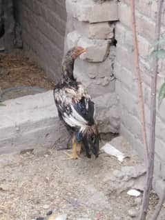 aseel