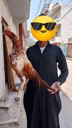 Aseel