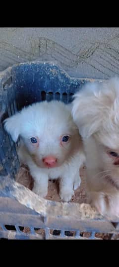 Russian pink Nose puppy for sale