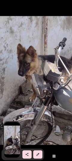 jurmun shafat male 7 month age long chot