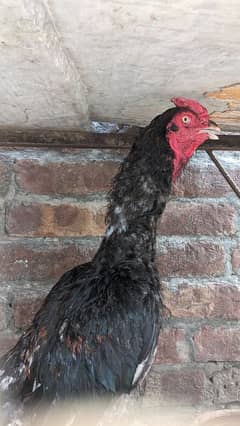 long hight phta for sale age 10month Lana Wala Rabat kara