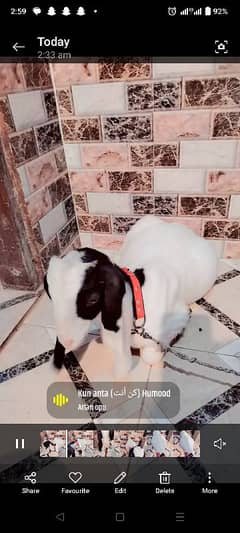 gulabi