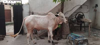 2 danat bail qurbani k liye