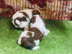Shihtzu Puppies for booking