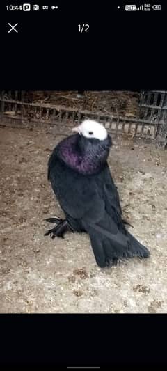 black mukki breeder pair for sale HD Quality