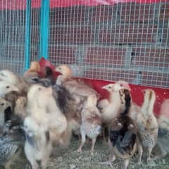 Aseel Chicks 0301 4388928