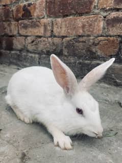 red eyes white rabbit