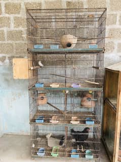 8 portion master cage (love bird breeder pair)