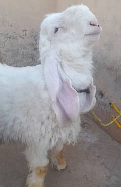 Kajla