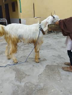 qarbni wala Bakra for sale