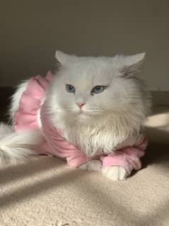 Bella