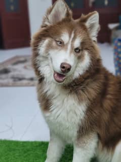 Pure siberian Huskey male available for stud