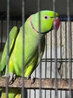 parrot
