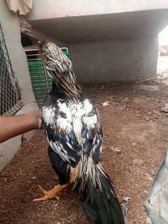black java
