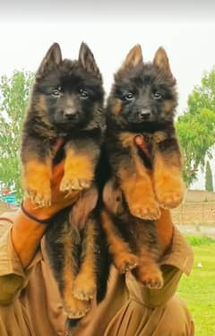 top quality German Shepherd long coat puppies for sale
