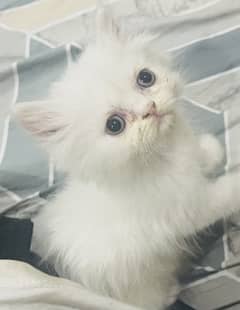 Persian Kitten Punched