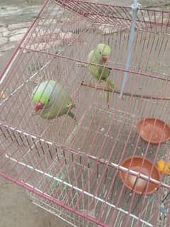 parrot for sale