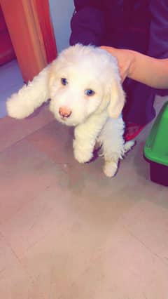 Poodle