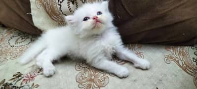 Adorable kittens male female both