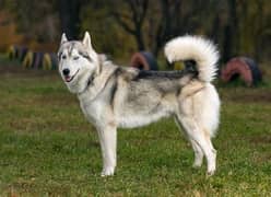 Siberian Husky