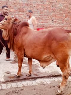 wacha 2 dant for sale available in lahore