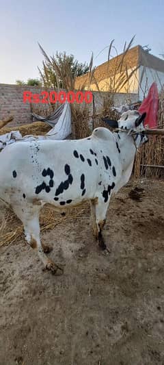 qurbani