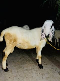 Aoa I want to sale my Bakra for Tis Eid