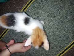 ya new cate ha