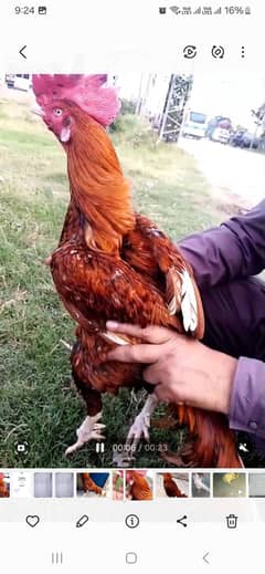 bengam aseel red color