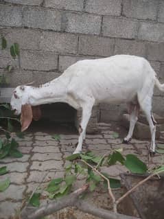 for sale