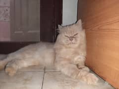 Chocolaty color Persian Cat