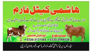 Bachra