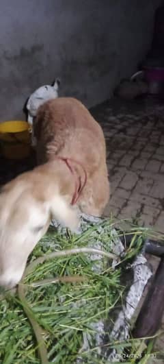 turke dumba