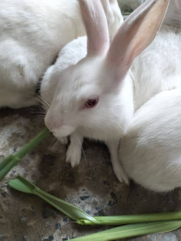rabet arjent sale - Rabbits - 1101944865