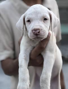 Kohati gultair females puppy