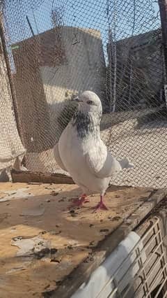 salkoti junser pair for sale