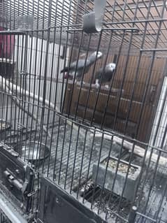 Breeder pair