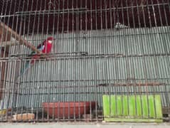 red rosella
