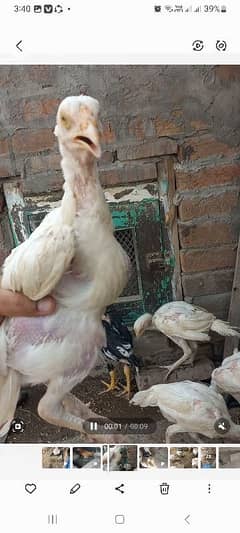 Aseel heera chicks for sale