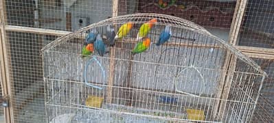 love birds different species   Irani chicks available