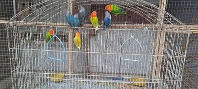love birds different species