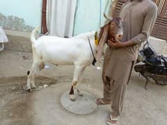 Gulabi