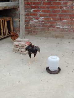 reza chicks