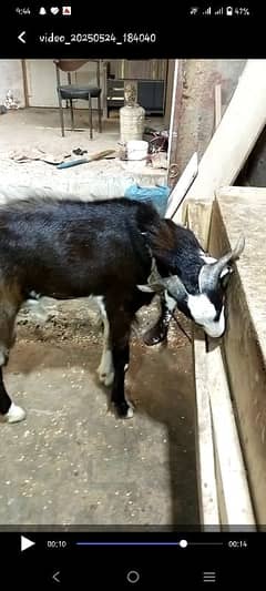 ghr