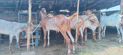 2 dant Desi ghar kae pale bakrae available hn full heavy weight ma