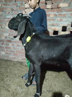 Desi bakra for sell